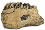 Hadrosaur (Edmontosaurus) Jaw Section with Teeth - Montana #353327-4